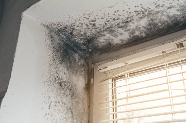 Affordable Mold Cleanup solutions in Coltons Point, MD